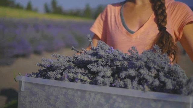 Organic Lavender Harvest & Distillation | Aromatics International смотреть онлайн