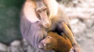 Гамадрилы УМЕЮТ ЛЮБИТЬ? Такие противоречивые обезьяны! От любви до скандала один шаг! Тайган