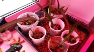 Вьетнам. Нячанг.  Немного об опыте покупки орхидей