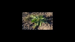 Как вывести осот с огорода?