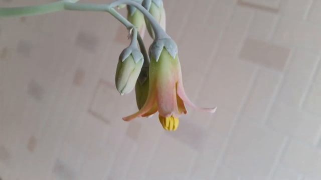 Cotyledon undulata: From bud to bloom смотреть онлайн