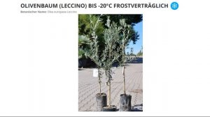 Самые морозостойкие сорта оливы