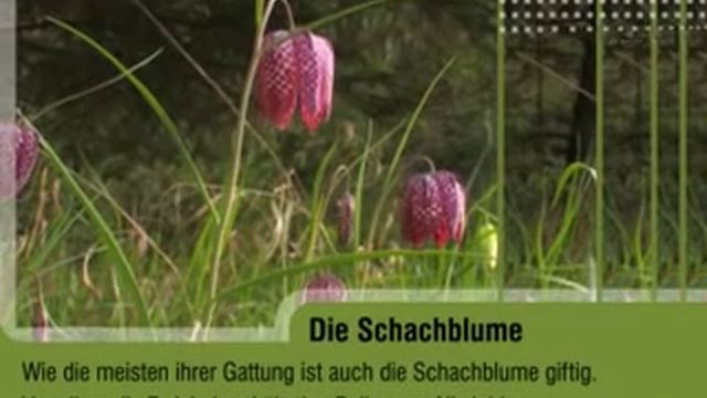 Die Schachblume (Fritillaria meleagris) смотреть онлайн