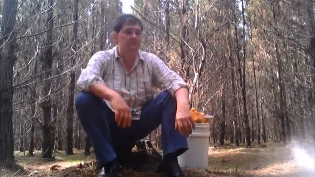 Сбор грибов и ягод, рыбалка и охота в Австралии. Рамзес-809 смотреть онлайн