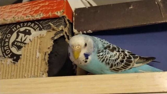 Попугай Фишер Грызет картонную коробку смотреть онлайн