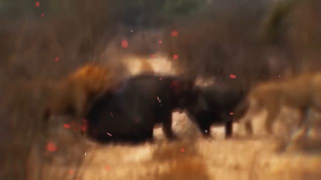 Гиена Пожалела Что Встретила Льва! Редкие Сражения Животных , Снятые на Камеру... смотреть онлайн