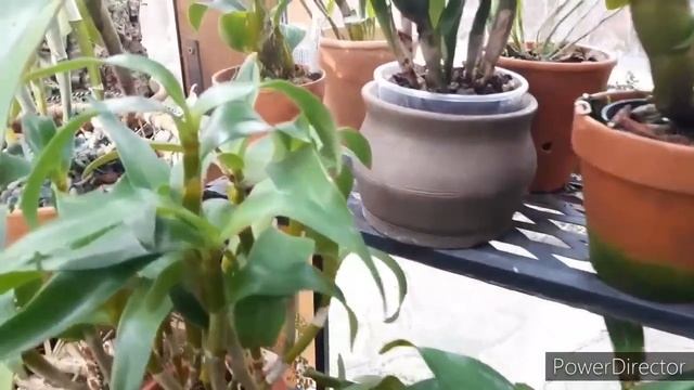 ОРХИДЕИ зацветашки. #Фаленопсис_гигантея - чужой, Дендробиум, Каттлея, Масдеваллия и другие. смотреть онлайн