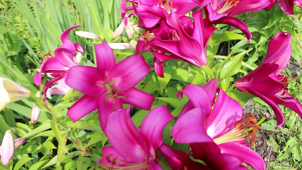Лилии в саду смотреть онлайн