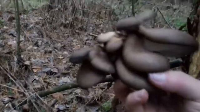 Сбор грибов - вешенки в лесу. смотреть онлайн