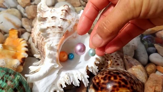 Several kinds of pearl shellfish that are very common in the wild, with many and high-quality pearl смотреть онлайн