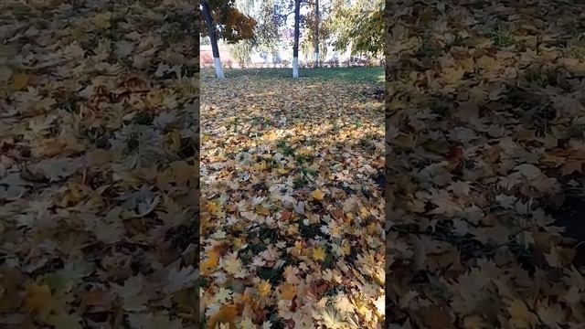 Золотая осень. Листопад в городском сквере #shorts смотреть онлайн