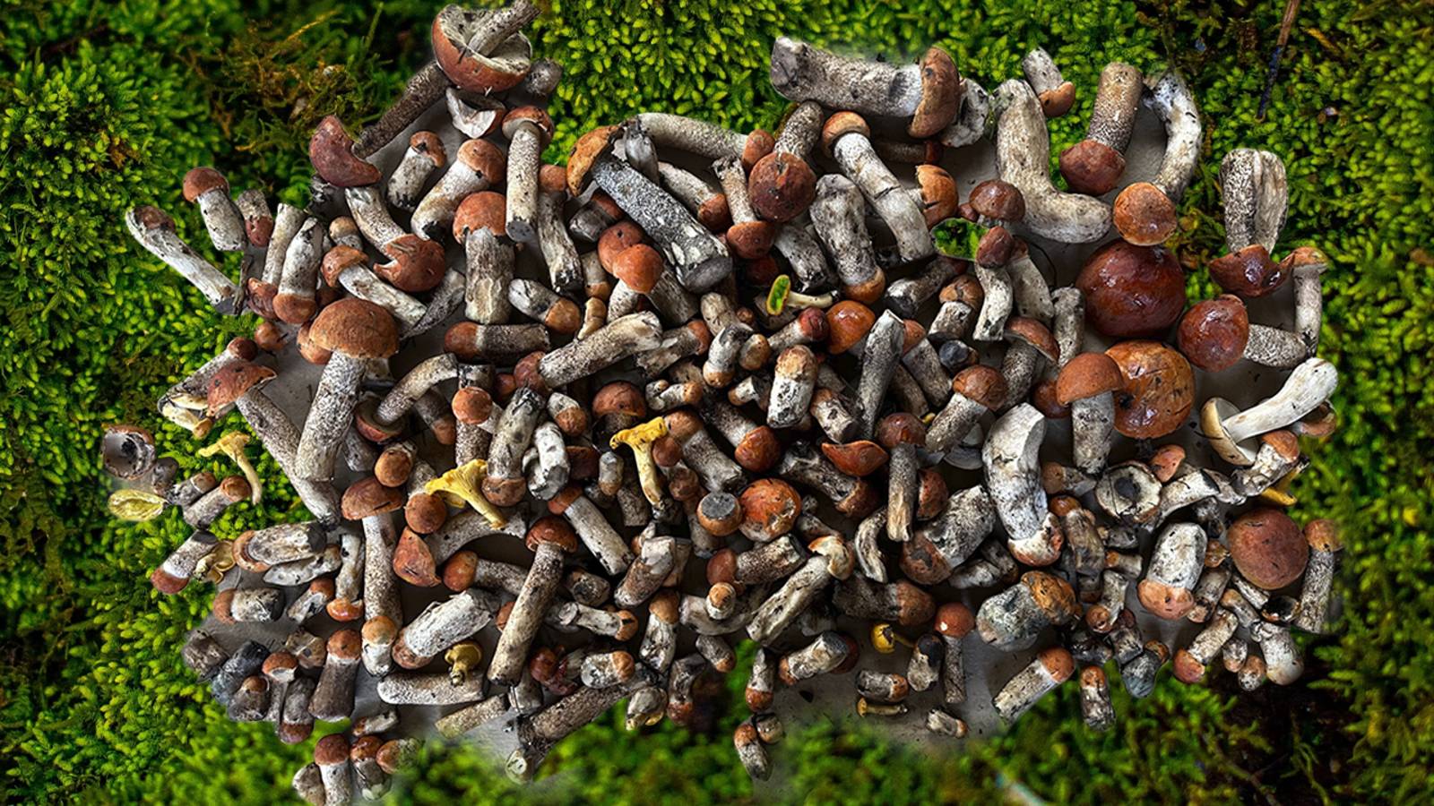 ТИХАЯ ОХОТА С СУМАСШЕДСШИМ РЕЗУЛЬТАТОМ! ШКВАЛ ГРИБОВ ПО ВСЕМУ ЛЕСУ! КУДА НЕ ГЛЯНЬ - ВЕЗДЕ ГРИБЫ!🍄 смотреть онлайн