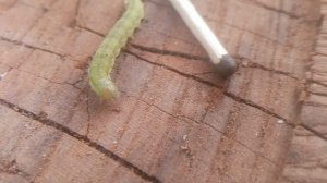 Помидорный червь