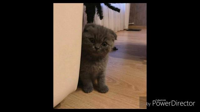 Милые и интересные ЖИВОТНЫЕ!!!!!!