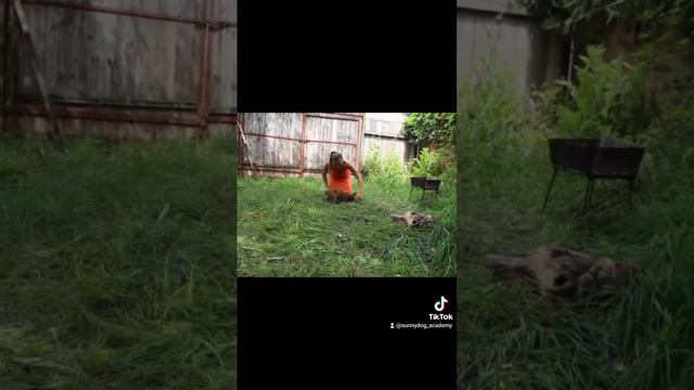 классная игра для щенка #тренировкасобак #дрессировкасобак #дрессировкасобаки смотреть онлайн