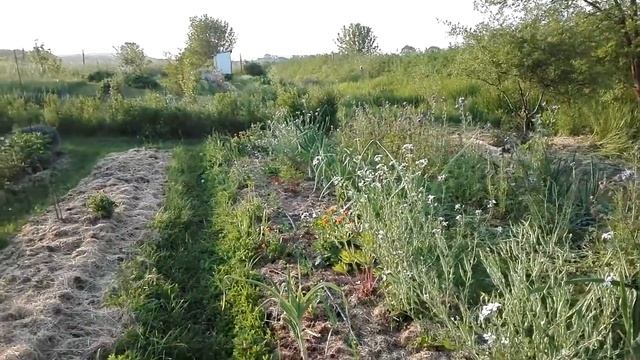 Сад и огород в начале мая. Природное земледелие. Жизнь в Болгарии смотреть онлайн