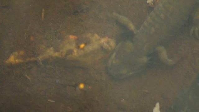 Семиреченский лягушкозуб (Ranodon sibiricus) 2016 (3'47) смотреть онлайн