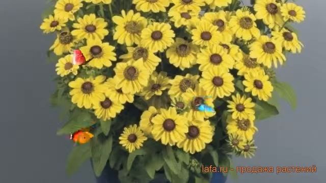 Рудбекия хирта Лемон ? хирта рудбекия Лемон обзор: как сажать, семена рудбекии Лемон