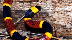 Удивительные животные мимикрия