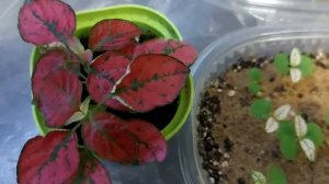 Гипоэстес из семян, спустя две недели, 100% всходы! Растёт не по дням, а по часам!!!