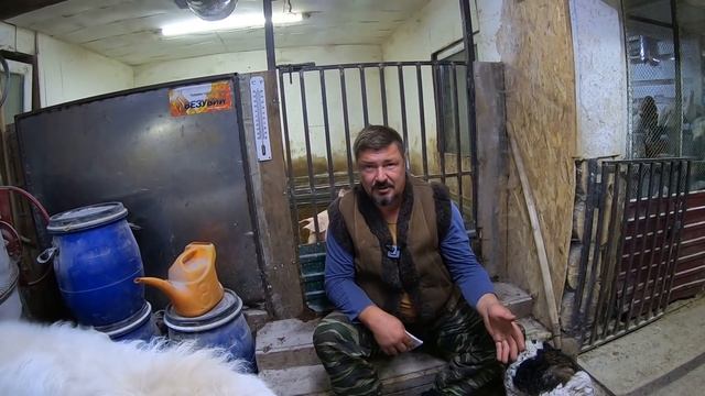 ВЫГОДНО ЛИ ЗАНИМАТЬСЯ СВИНОВОДСТВОМ | Какой расход и доход с одной свиньи. ПОДРОБНО! смотреть онлайн