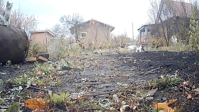 ОСЕННИЕ КОТЫ В САДУ В ОБЪЕКТИВЕ ФОТОЛОВУШКИ | AUTUMN CATS CAMERA TRAP