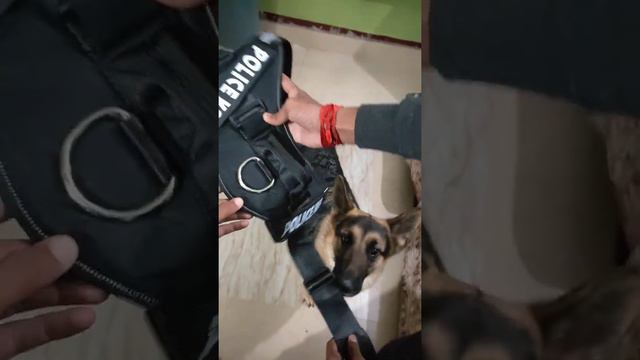 German Shepherd new harness Belt смотреть онлайн