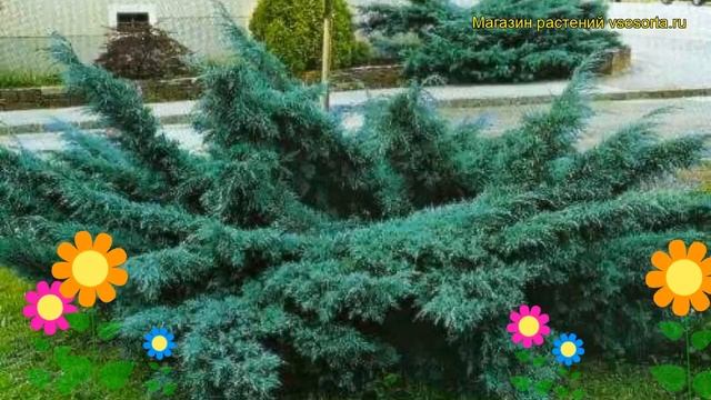 Можжевельник средний пфитцериана глаука. Краткий обзор juniperus pfitzeriana Pfitzeriana Glauca смотреть онлайн