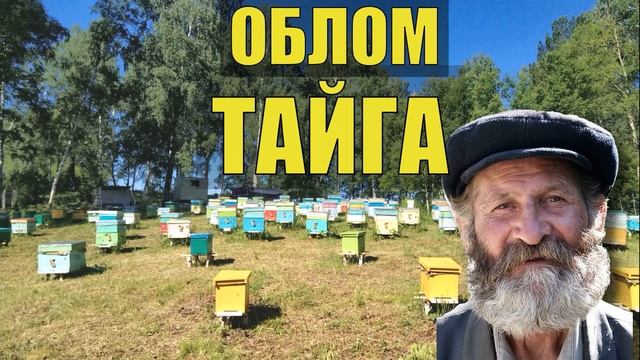 ПОБЕГ из ТЮРЬМЫ ДЕД ПЧЕЛОВОД ЗЕКИ и ПАСЕКА СЛУЧАЙ в ЛЕСУ ЛЕСНАЯ ИЗБА СУДЬБА ПРОМЫСЕЛ ЖИЗНЬ в ТАЙГЕ смотреть онлайн