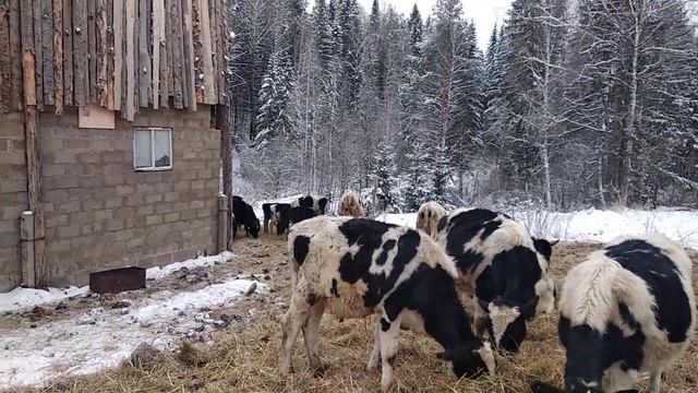 Полог на дверь смотреть онлайн