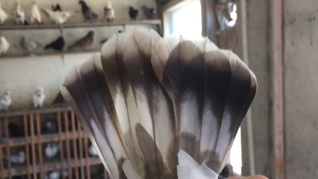 #Pigeons.Проверка очередной партии пищалок. смотреть онлайн