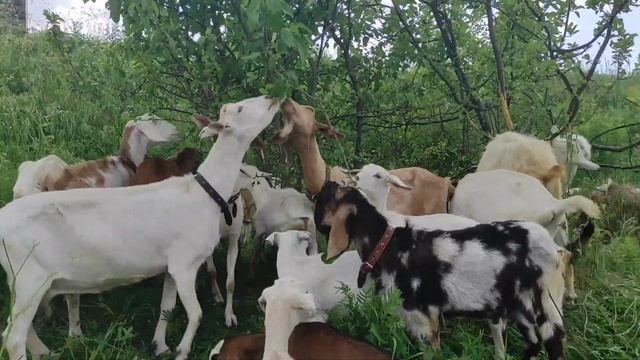 Козы не оправдали доверия.Козёл прицепился.Козы знакомятся с соседями. смотреть онлайн