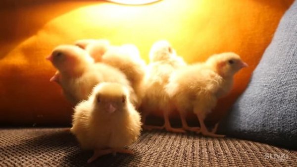 ЧТО СЛУЧИЛОСЬ С ЦЫПЛЯТАМИ?