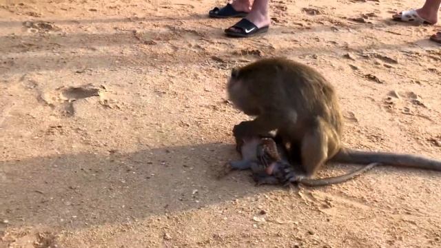 Обезьянки на пляже 8, monkeys on the beach смотреть онлайн