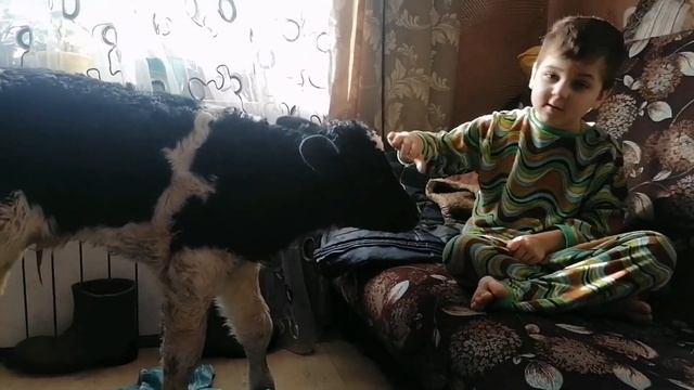 Телёнок в доме! Новорождённая, долгожданная тёлочка. смотреть онлайн