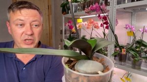 ОРХИДЕИ ПРОСЫПАЮТСЯ КОРНИ в этом грунте, ЛУЧШИЙ ГРУНТ на КАНАЛЕ Георгий Горячевский в 2020 году