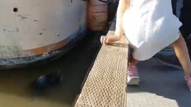Отец прыгает в воду , чтобы спасти свою дочь после того , как ее утащил морской лев смотреть онлайн