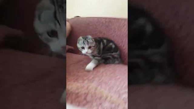 Милый котёнок застрял в диване(нет) смотреть онлайн