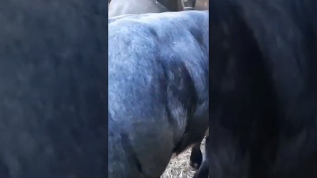 Быки Бельгийская Голубая и Лимузины. Порода мясного направления КРС. смотреть онлайн