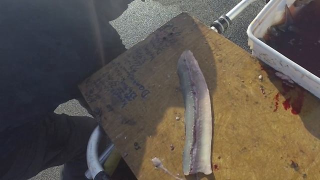 Hornfisk, ? udskæring, filetering, Tips Maj 2023 смотреть онлайн