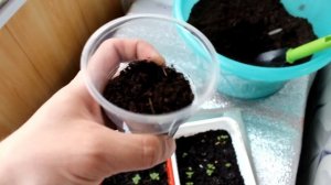 Львиный Зев посадка и уход. Как Пикировать Львиный Зев. Простой и быстрый способ!