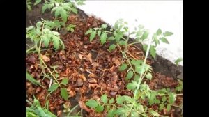 Мульчирование и подвязка томатов в теплице  Чем я мульчирую томаты
