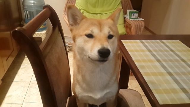 Сибаину Аваюки говорит Мама! Собака разговаривает. смотреть онлайн