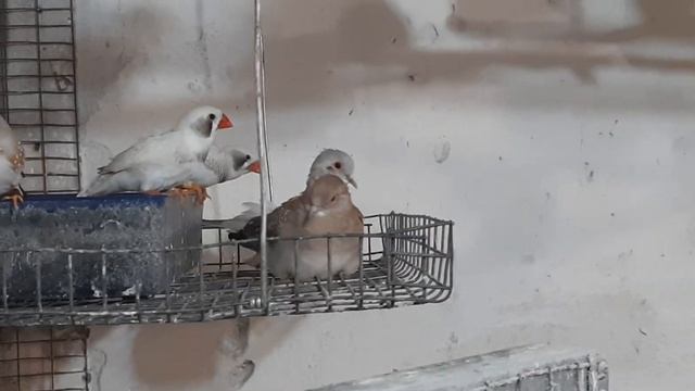 Бриллиантовые горлицы пригрели амадину 27.02 2023 г. смотреть онлайн