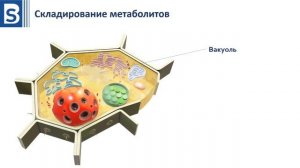 Гербициды урок 2