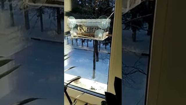 Оконная кормушка для птиц "Веранда" смотреть онлайн