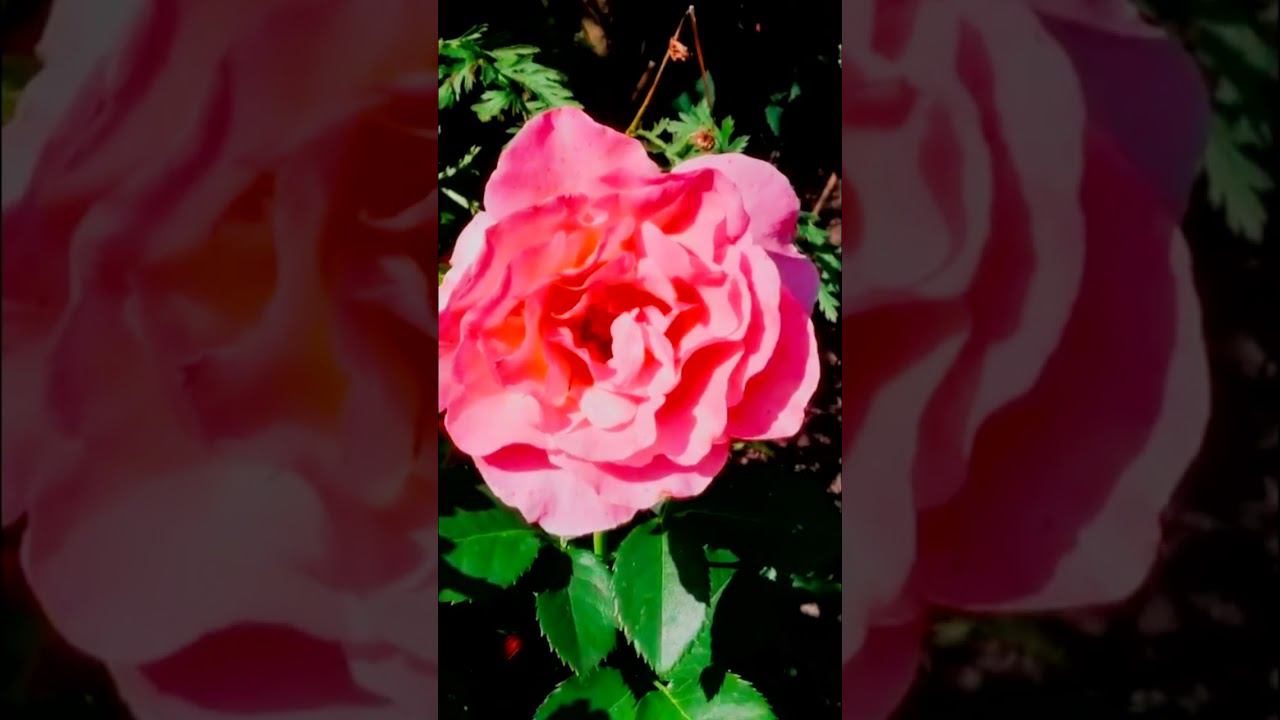 Розы Ай эм Макмиллан I am Macmillan смотреть онлайн