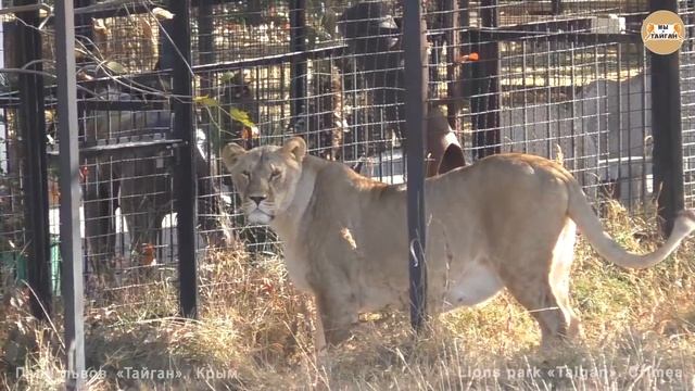 Львиный завтрак - это интриги и любовь. Тайган. Lions Taigan.