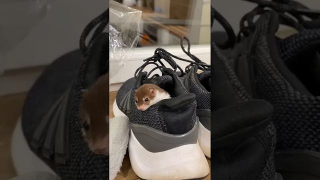 Подпишись? #ласка #домашниеживотные #животные #мойпитомец #питомец #звери #хорек #домашнийлюбимец смотреть онлайн