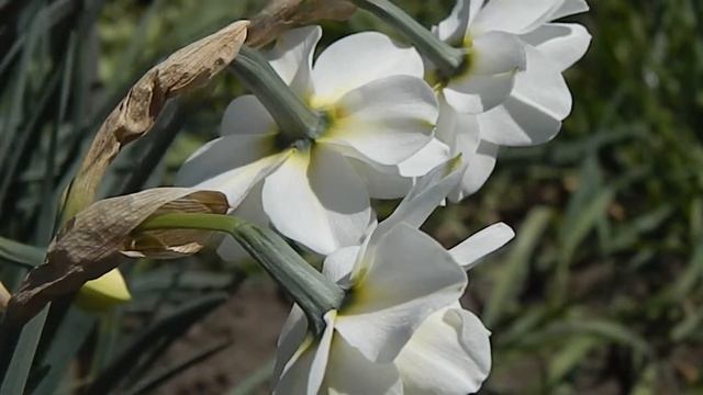 07_05_2019 Нарцисс махровый Альбус Пленус Одоратус ч2 Хорошего Настроения, Друзья! смотреть онлайн